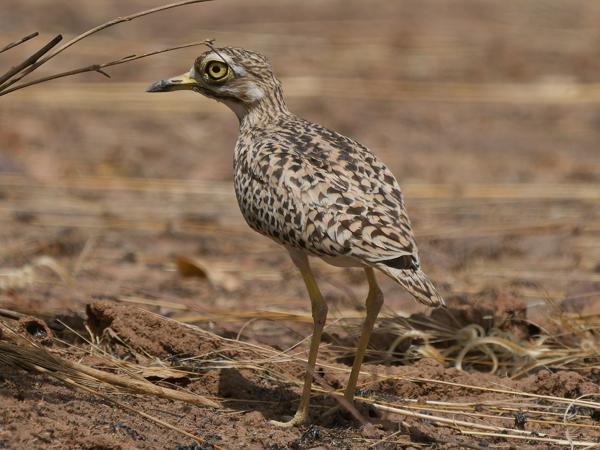 <h3><a href="/trips/gambia/biota/animalia/chordata/aves/024 charadriiformes/002 burhinidae/burhinus capensis/burhinus capensis-nl.html">Burhinus&nbsp;capensis</a> / Spotted&nbsp;thick‑knee / Kaapse&nbsp;griel</h3>OM-1 Mark II met OLYMPUS M.150-400mm F4.5 TC, 1/2000 sec  bij F5.6, ISO 400, afstand 20.1&nbsp;m